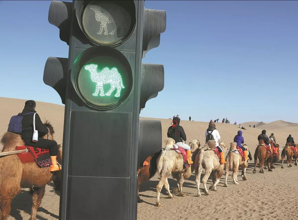 الامارات | إشارات مرور لتنظيم حركة الجمال