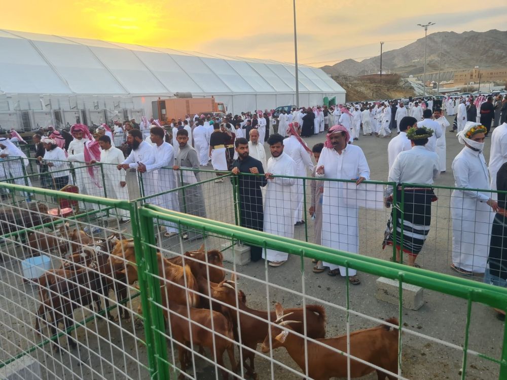 لأول مرة.. تدشين مهرجان "الماعز الدهم" في المملكة بمنطقة عسير