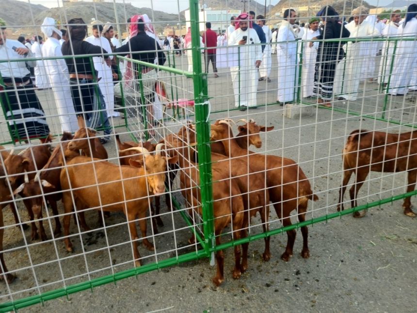 لأول مرة.. تدشين مهرجان "الماعز الدهم" في المملكة بمنطقة عسير