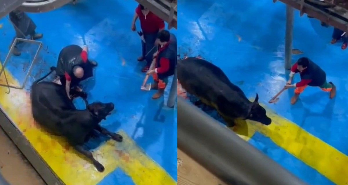 الامارات | مشاهد وحشية.. اعتقال 5 أشخاص يعذبون الحيوانات قبل ذبحها.. "فيديو"