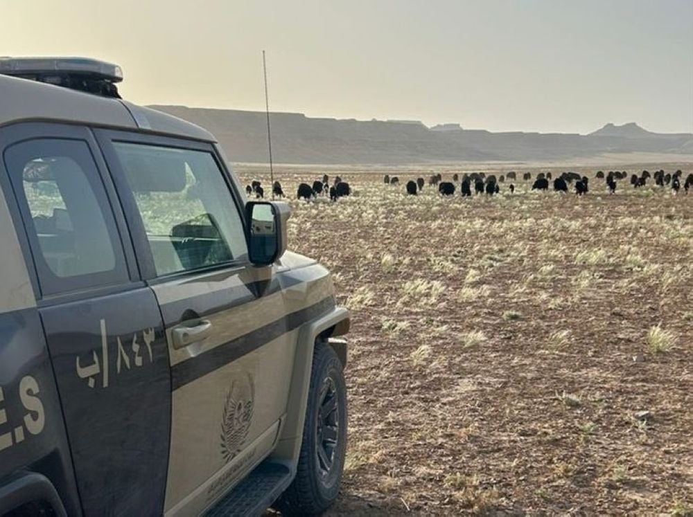 "الأمن البيئي" تضبط شخصًا ارتكب مخالفة رعي بمحمية الملك سلمان الملكية