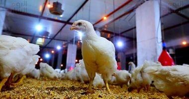 بورصة الدواجن اليوم فى مصر.. أسعار الفراخ والبيض بالأسواق