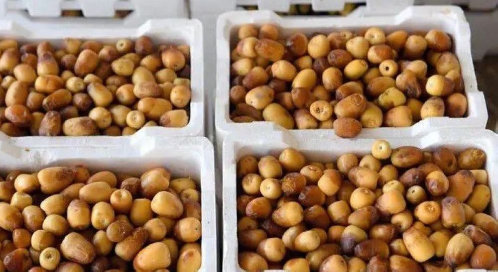 أسواق المدينة المنورة تتأهب لاستقبال طلائع الرطب