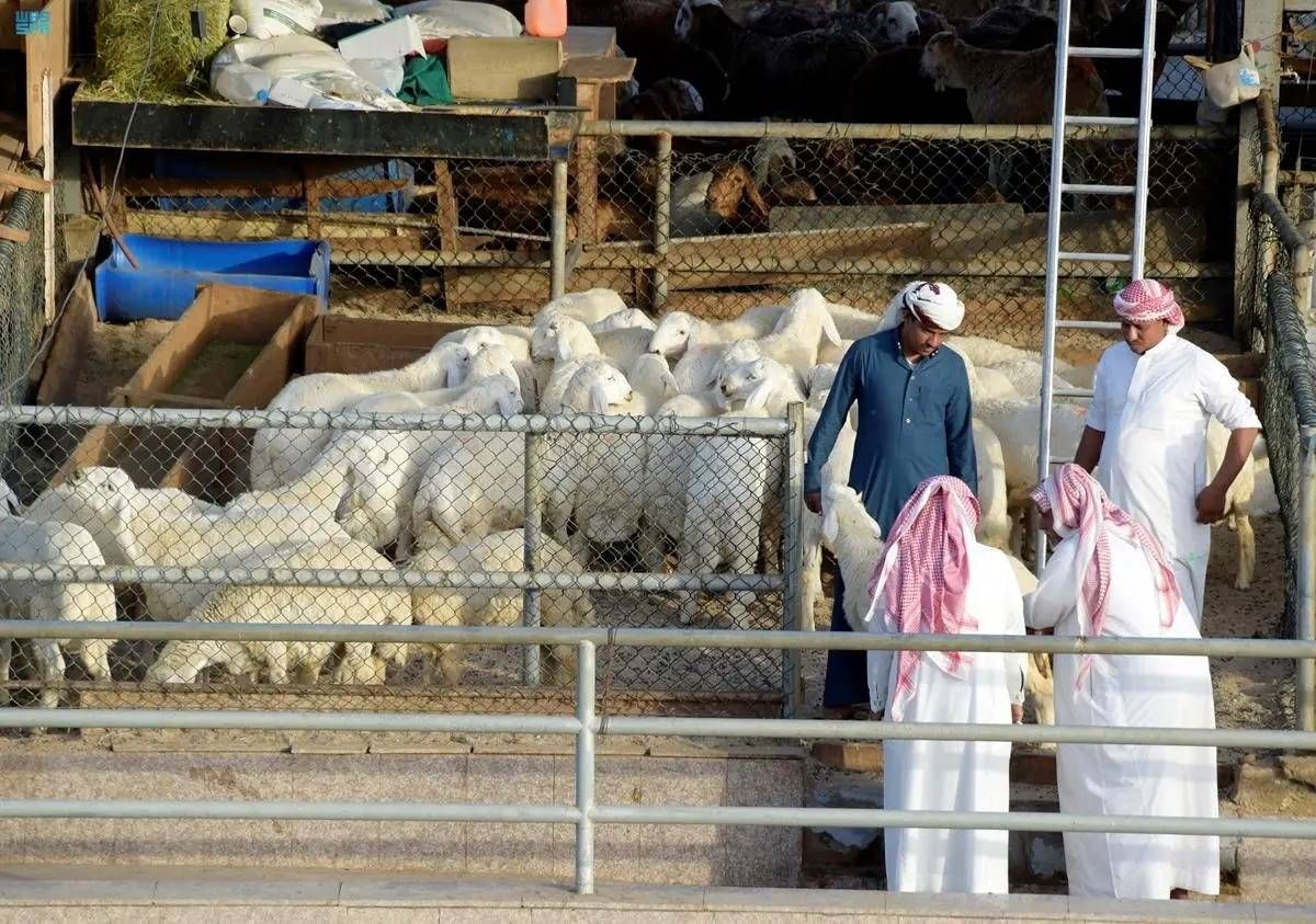 رصد 43 مخالفة بأسواق الأنعام والمسالخ بالمدينة