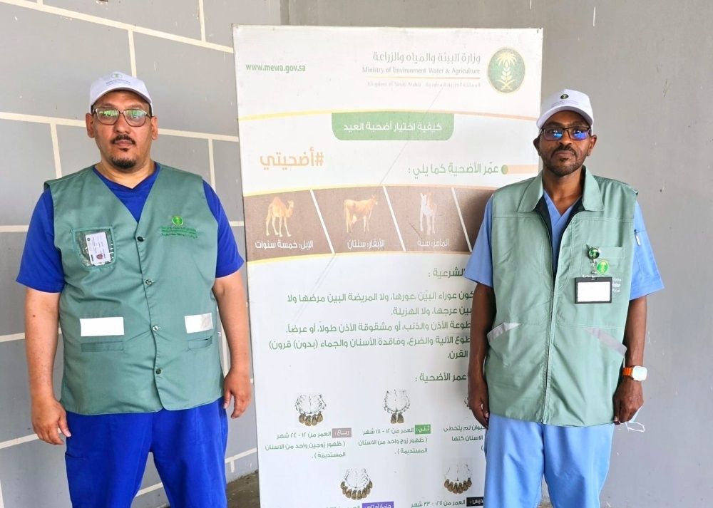 "بيئة مكة" توضح كيفية وطرق اختيار أضحية العيد