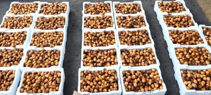 أسواق المدينة المنورة تستقبل طلائع رطب النخيل