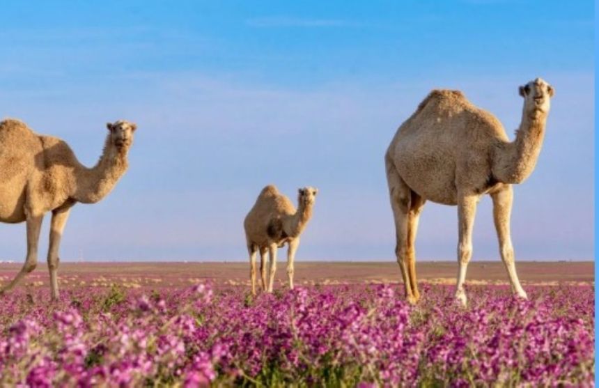 بدعم قطاع الإبليات.. المملكة تعزز إسهامها في استدامة الثروة الحيوانية