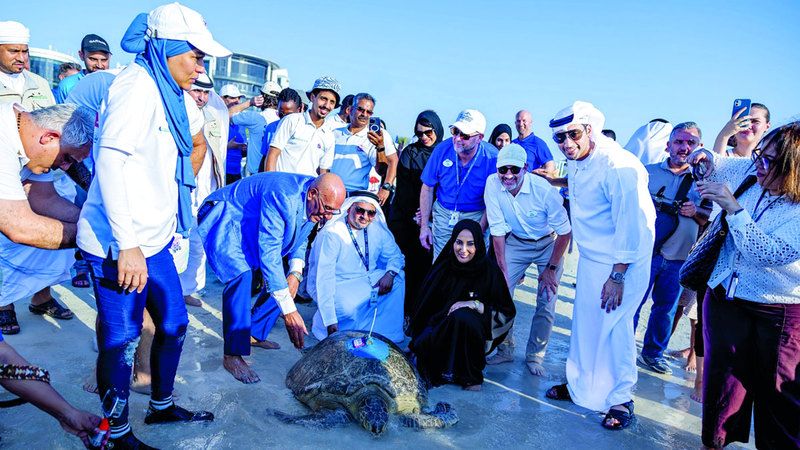 الامارات | «وسط مراسم مؤثرة».. السلحفاة  رقم 1000 تعود إلى موائلها