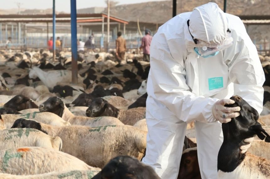 صور| قبل دخولها مكة.. "وقاء" تفحص نحو 400 ألف رأس من المواشي