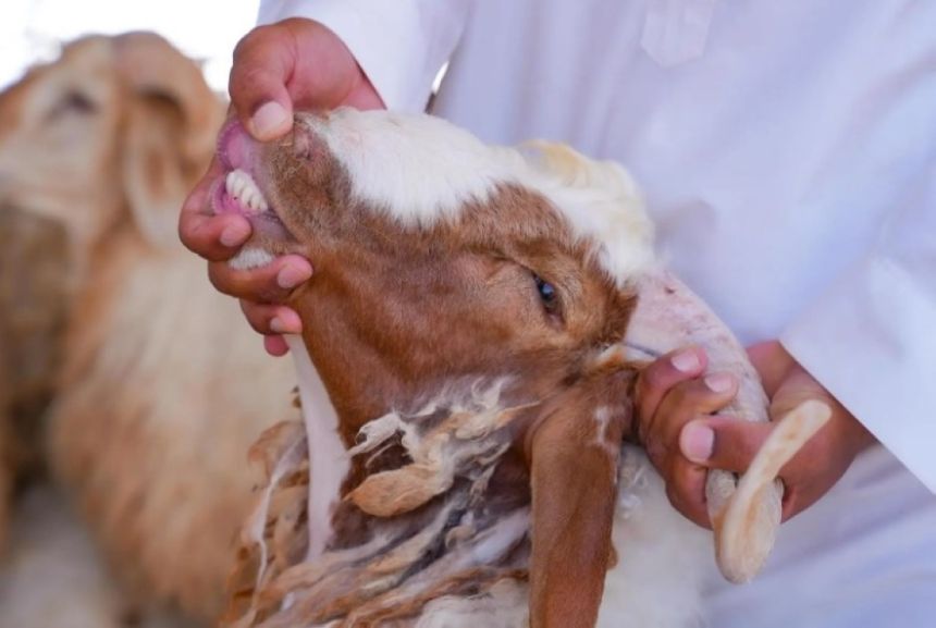 الجوف.. أسواق الماشية تشهد إقبالاً لشراء الأضاحي