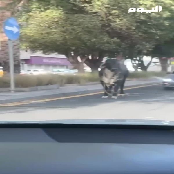فيديو.. ثور هائج يعيث فسادًا في حي المنصورة بالرياض