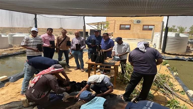 ما هو محصول "الكاسافا" بديل القمح المنتظر طرحه في الأسواق؟