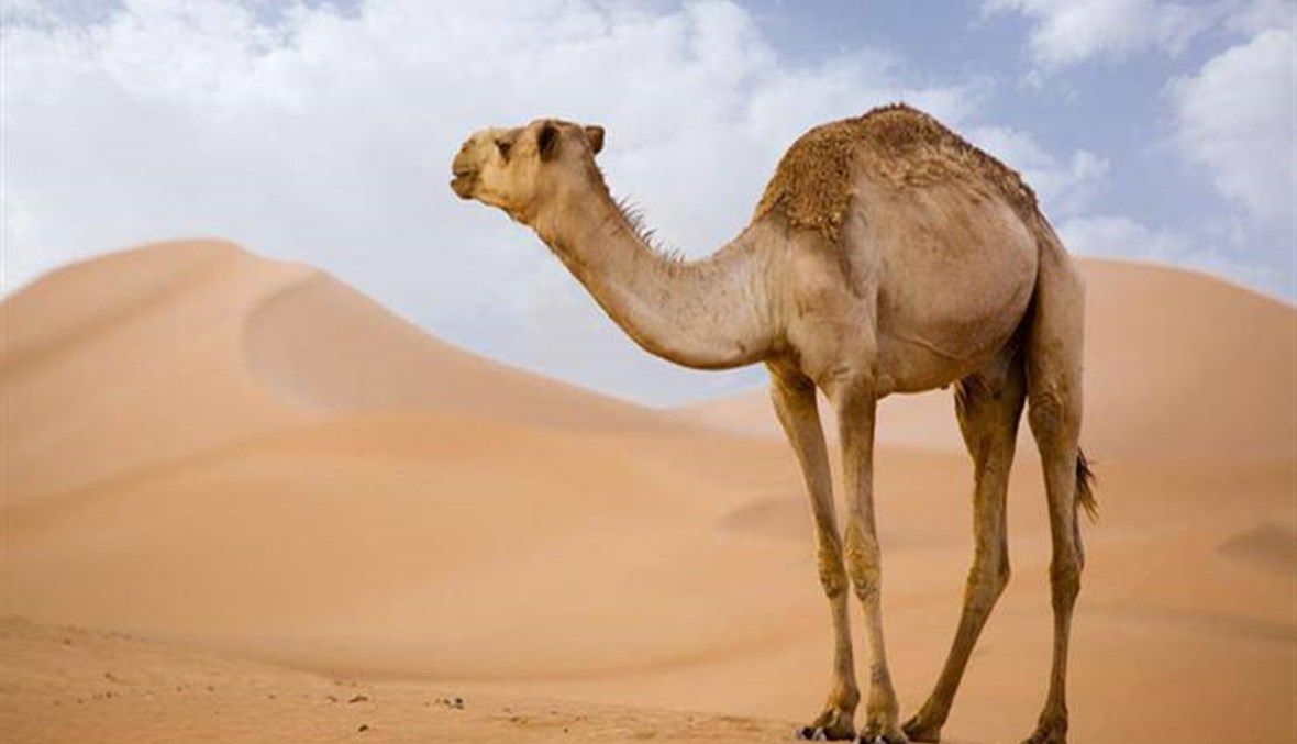 الامارات | رجال يواجهون السجن بتهمة تشويه جمل في باكستان