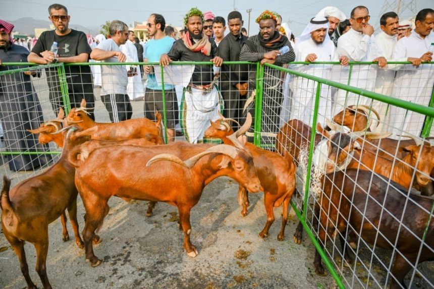 مزاد مليوني.. مهرجان "الماعز الدهم" يلفت الانتباه لسلالة فريدة في عسير