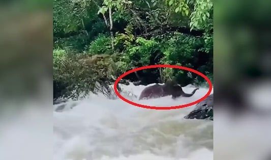 من الأقوى.. الفيل أم مياه النهر؟.. شاهد ما حدث في جنوب الهند