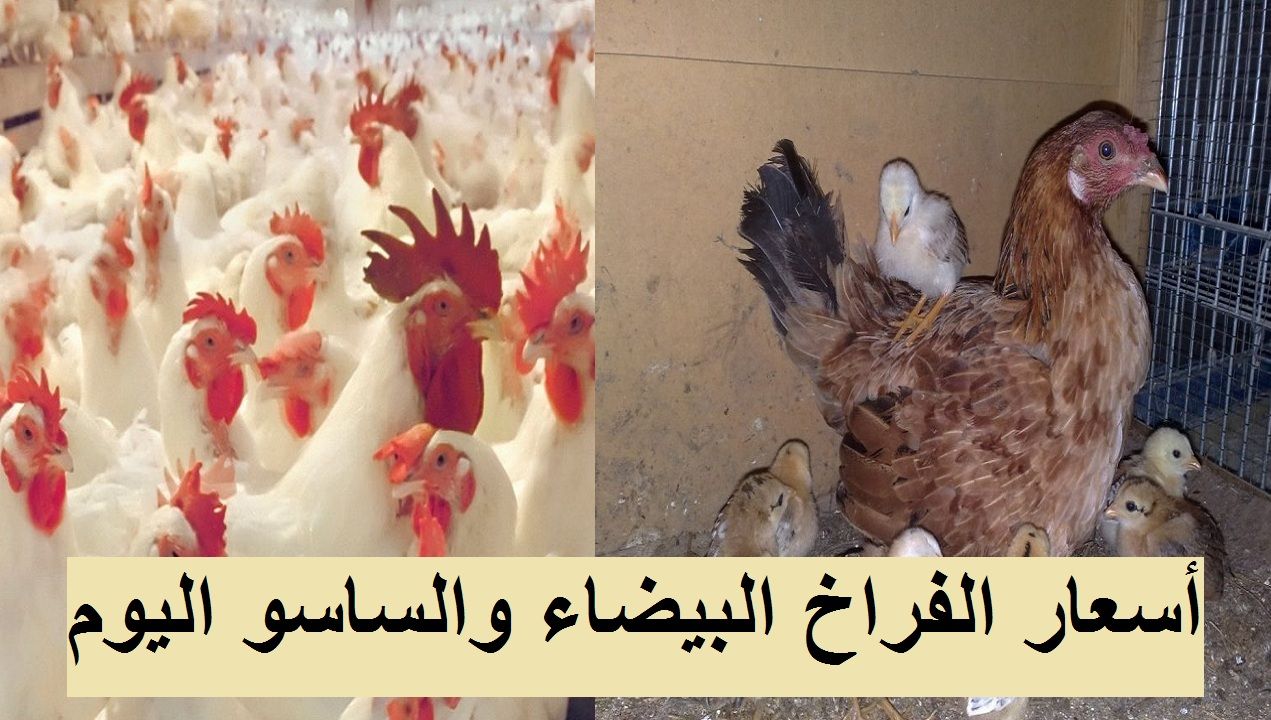 سعر الكتكوت الأبيض اليوم الثلاثاء 2 يوليو 2024 في مخلتف الشركات