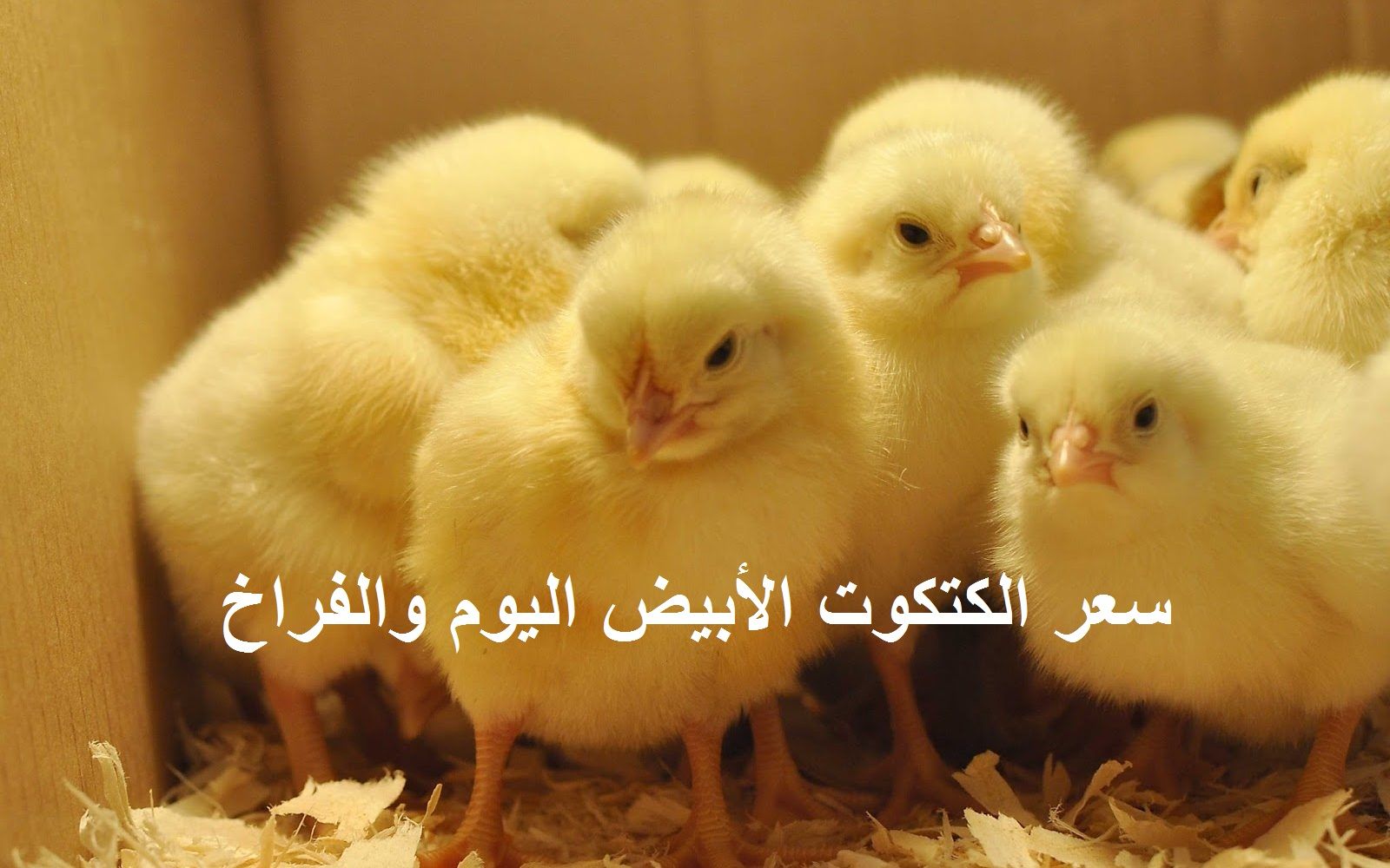 سعر الكتكوت الأبيض اليوم الثلاثاء 2 يوليو 2024 في مخلتف الشركات