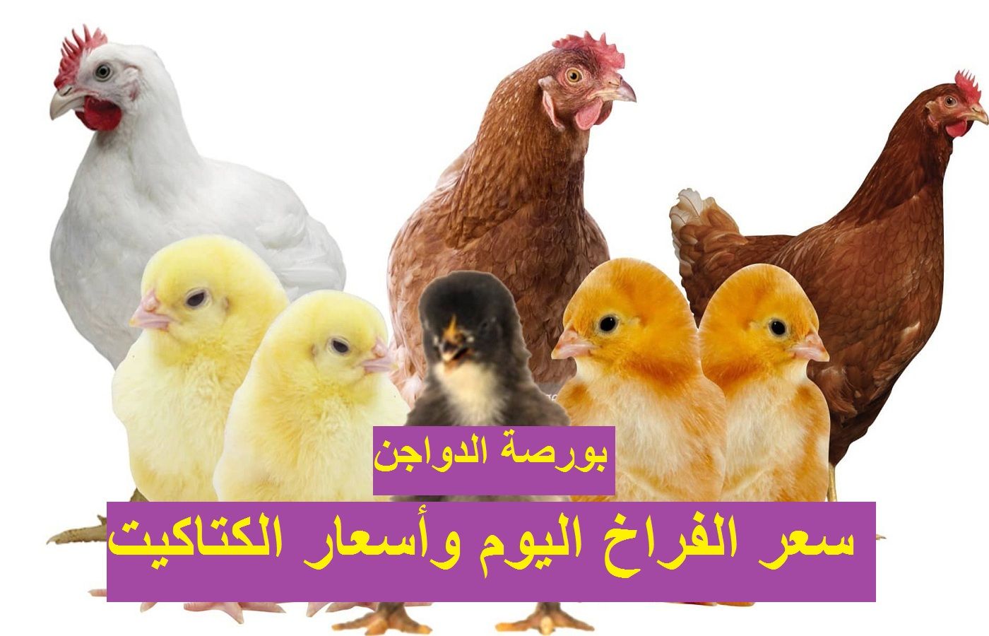 الأسعار بتنزل| سعر الفراخ اليوم الثلاثاء 2 يوليو 2024 في بورصة الدواجن