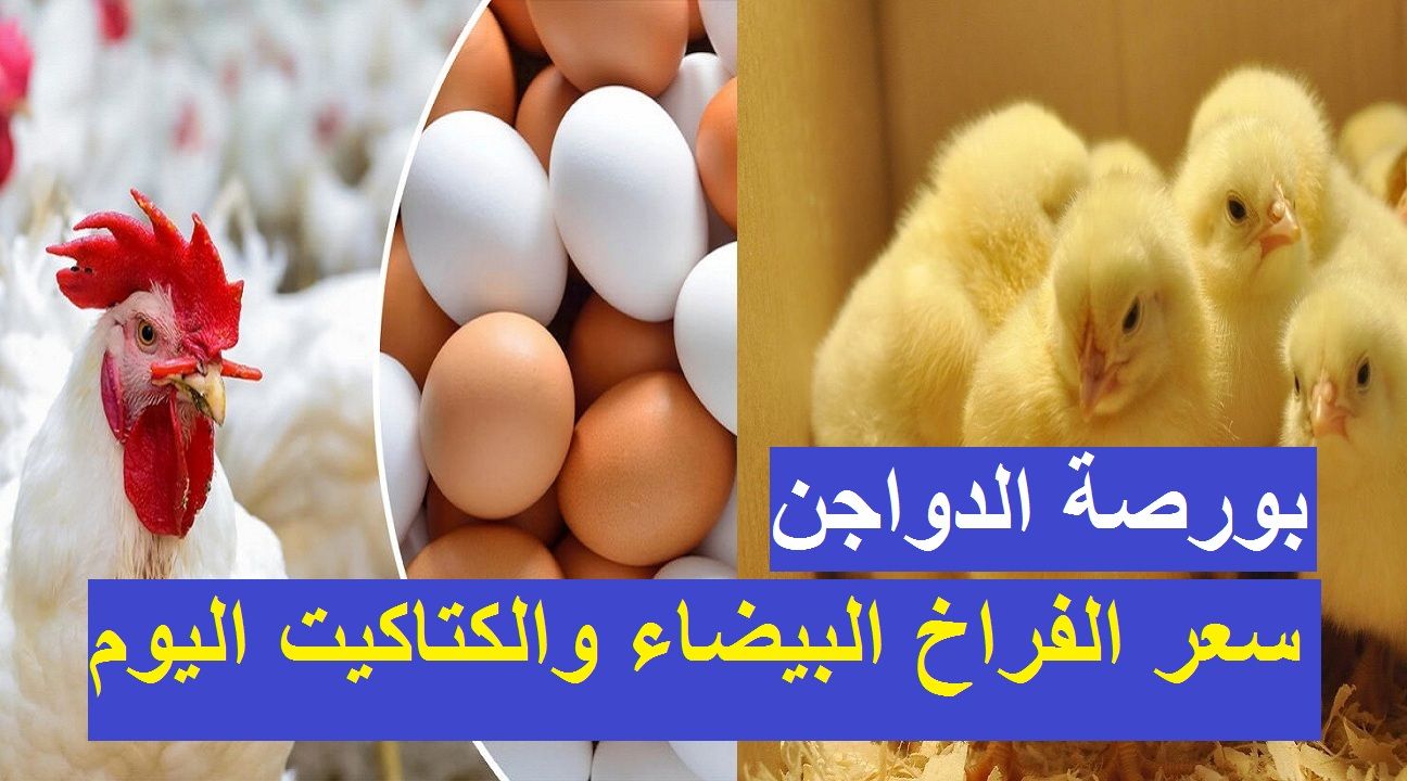 الآن.. أسعار بورصة الدواجن اليوم الثلاثاء 2 يوليو 2024 فراخ وكتاكيت وبيض