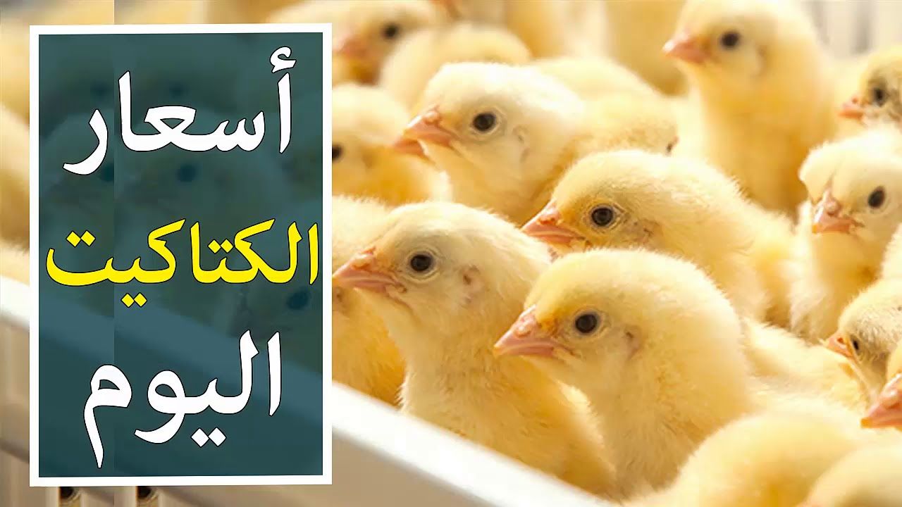سعر الكتكوت الأبيض اليوم الثلاثاء 2 يوليو 2024 في مخلتف الشركات