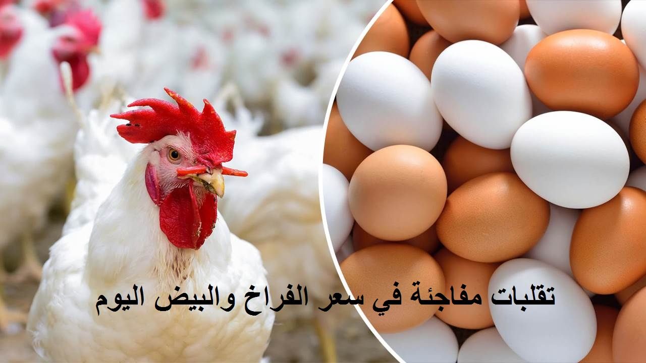 الأسعار بتنزل| سعر الفراخ اليوم الثلاثاء 2 يوليو 2024 في بورصة الدواجن