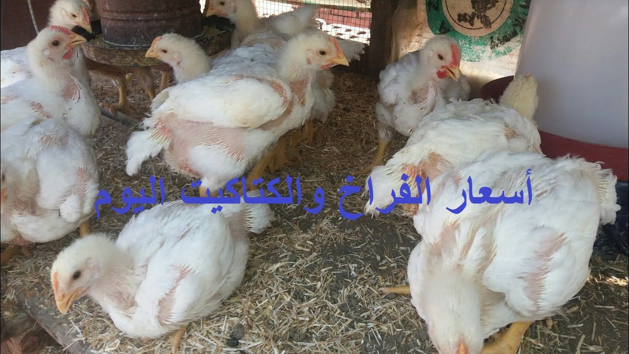 سعر الكتكوت الأبيض اليوم الثلاثاء 2 يوليو 2024 في مخلتف الشركات