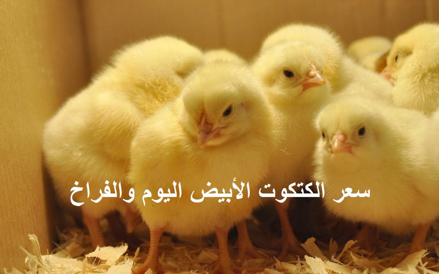 الآن.. أسعار بورصة الدواجن اليوم الثلاثاء 2 يوليو 2024 فراخ وكتاكيت وبيض