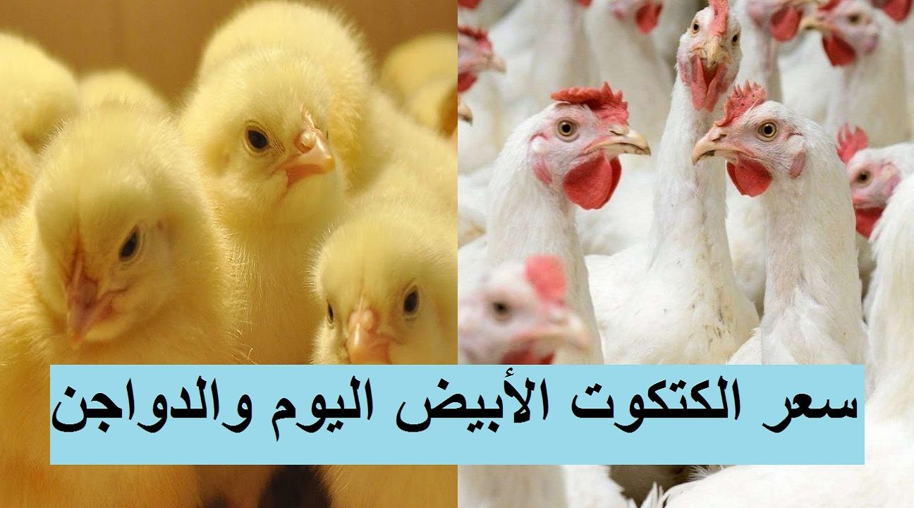 سعر الكتكوت الأبيض اليوم الثلاثاء 2 يوليو 2024 في مخلتف الشركات