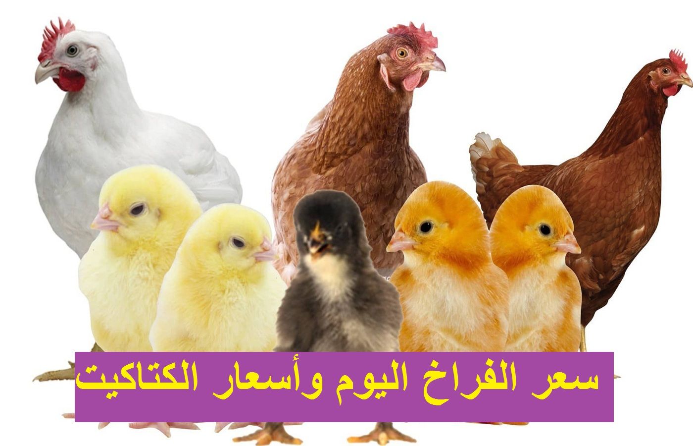 الأسعار بتنزل| سعر الفراخ اليوم الثلاثاء 2 يوليو 2024 في بورصة الدواجن