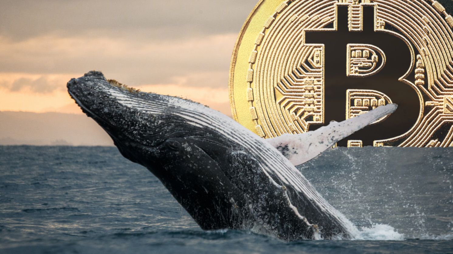 الحيتان تُقبل على شراء البيتكوين بعد هبوط الأسعار