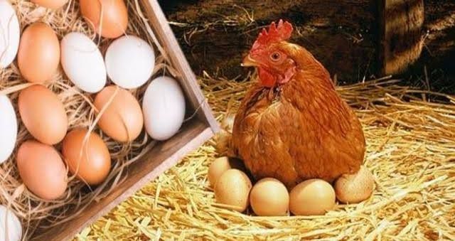 تراجع حاد لأسعار الدواجن في الأسواق