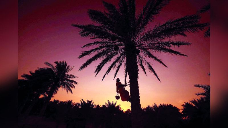 الامارات | «المزرعة النموذجية» على منصة التتويج