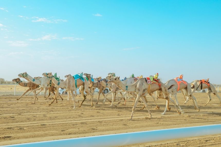 بجوائز 56 مليون ريال.. انطلاق مهرجان ولي العهد للهجن في الطائف غدًا