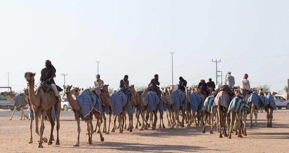 بجوائز 56 مليون ريال.. انطلاق مهرجان ولي العهد للهجن في الطائف غدًا