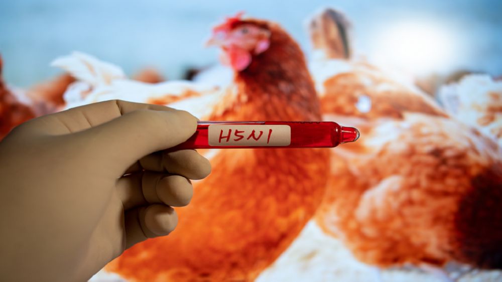 منظمات صحية عالمية تؤكد أن مخاطر فيروس إنفلونزا الطيور H5N1 على الصحة العامة منخفضة