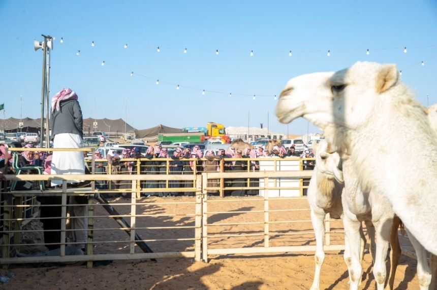 انطلاق مزاد مدرج للإبل بمنطقة القصيم الشهر المقبل