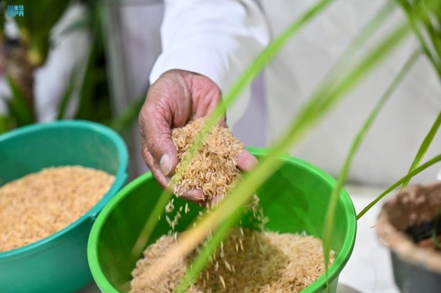 مهرجان المنتجات الزراعية.. مزارعو تيماء يقدمون تجارب نوعية للمحاصيل