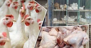 بورصة الدواجن في مصر.. استقرار أسعار الفراخ والبيض بالأسواق