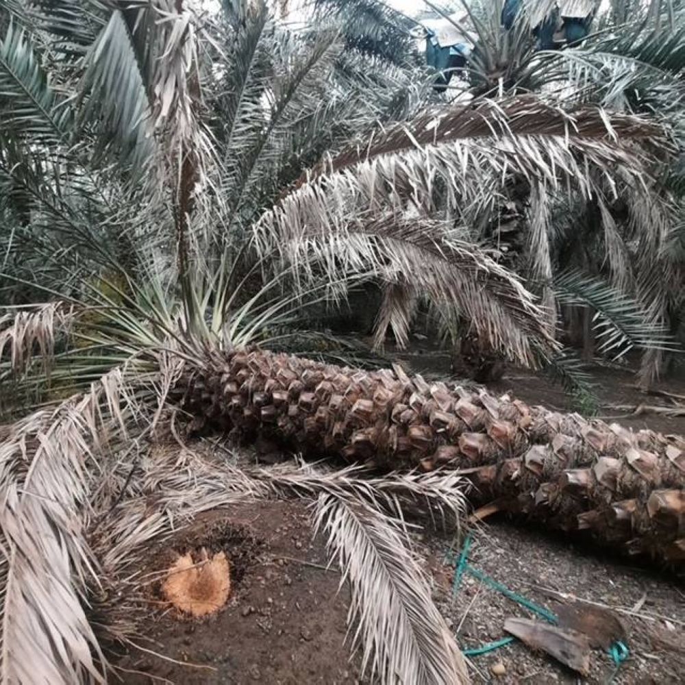 الرياح الشرقية تخلع أشجار المدينة