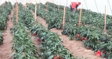 663 ألف عميل حصلوا على تمويلات متناهية الصغر لإنشاء مشروعات زراعية