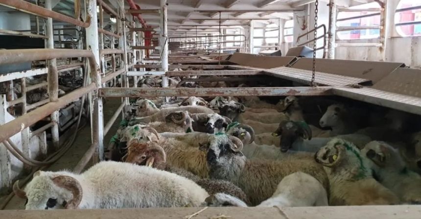الطاعون يفرض حظرًا مؤقتًا على استيراد الأغنام من رومانيا
