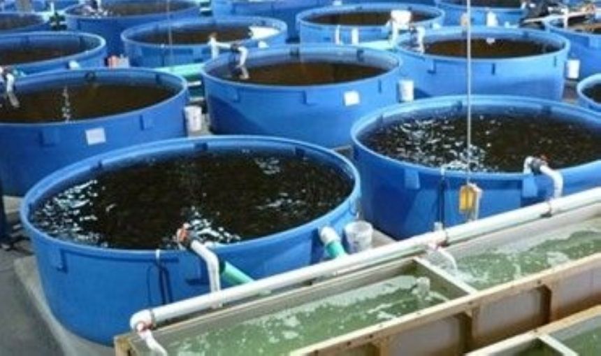  6 % نموًا و35% اكتفاءً ذاتيًا لـ «الاستزراع السمكي» في المملكة