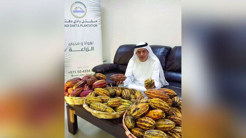الامارات | مزارع إماراتي ينجح في زراعة «الكاكاو» بالفجيرة