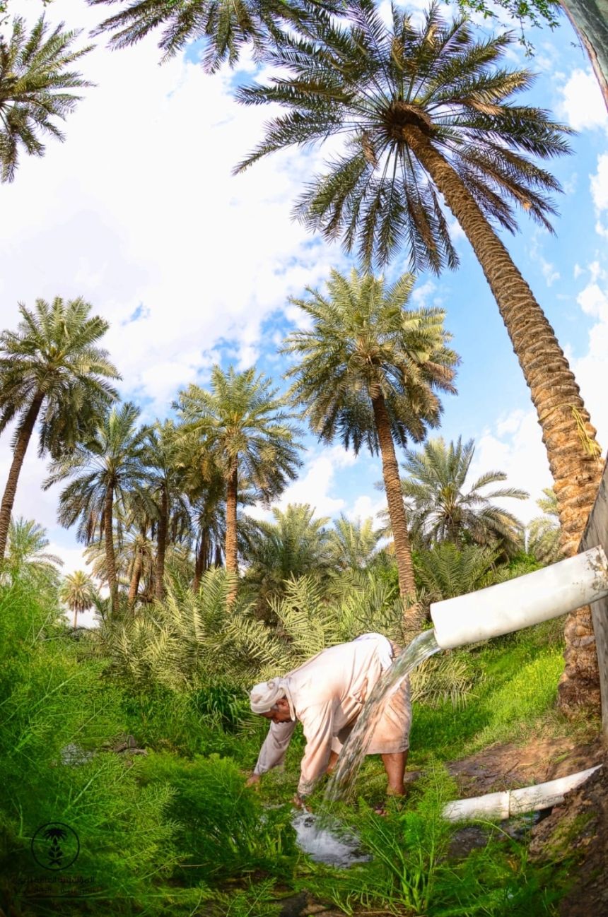 البيئة: نجاح استخدام مياه الاستزراع السمكي في ريّ النخيل وزيادة التمور