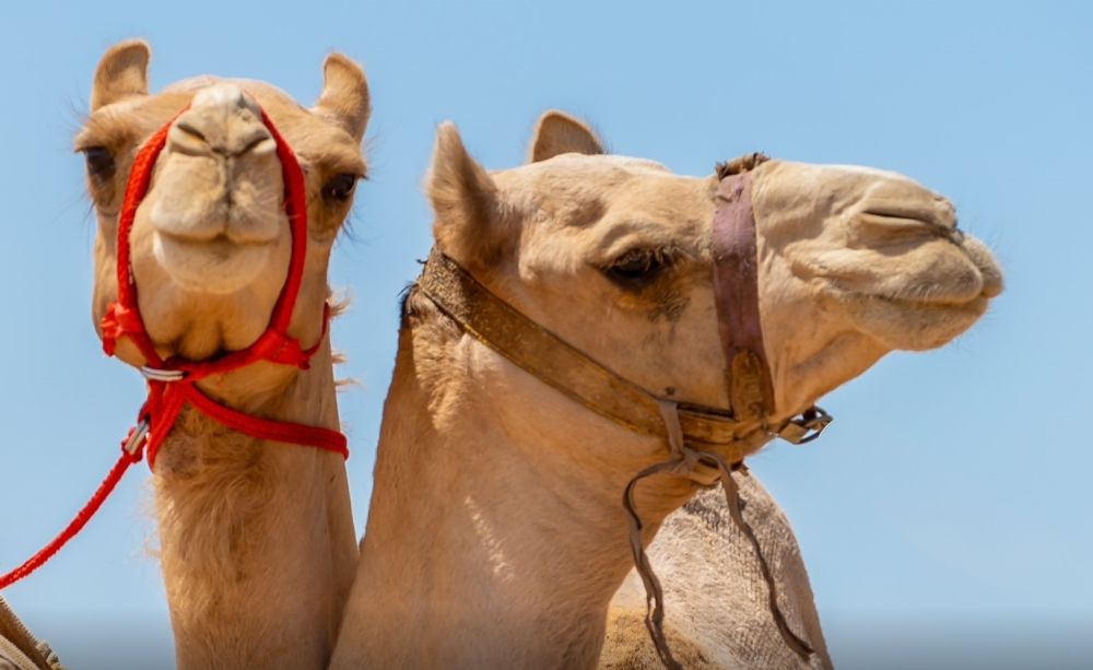 تحصين الإبل.. خطوة استباقية لمواجهة "الطشاش"