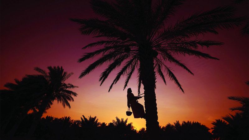 الامارات | «النخلة» تحفّز العدسات العاشقة للتراث بـ 500 ألف درهم