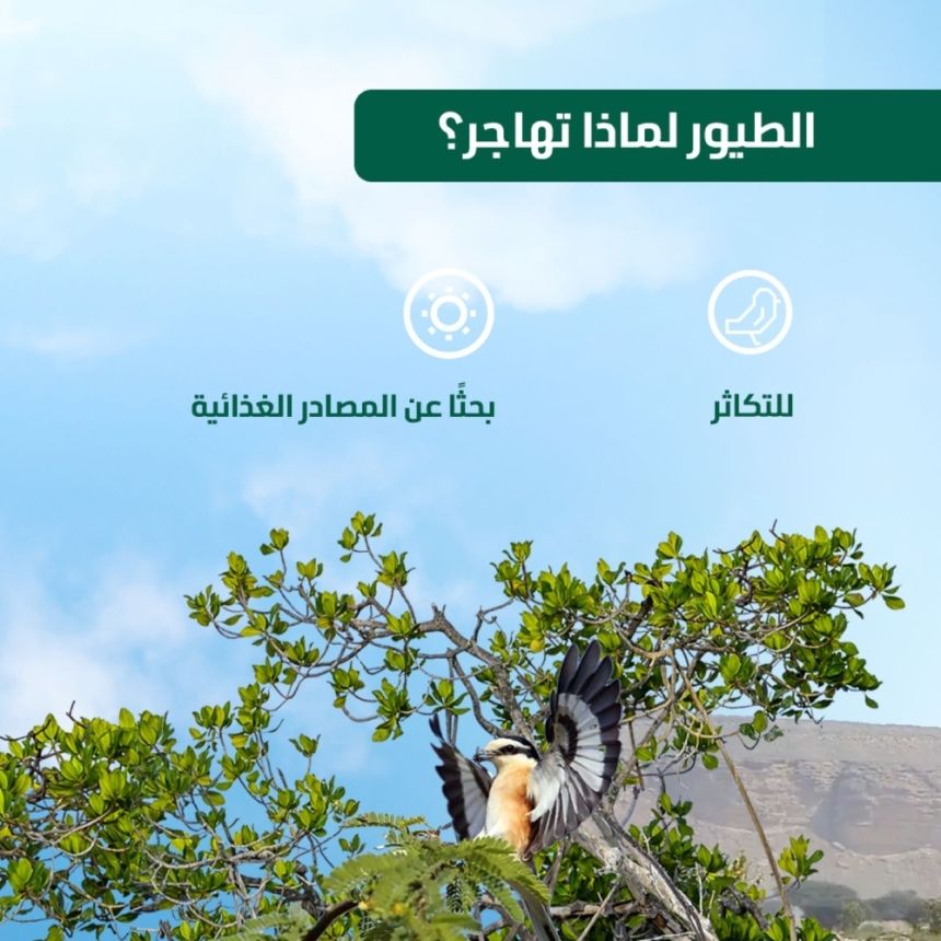 أشهرها القمري.. المملكة تحتضن 27 نوعًا من الطيور المهدّدة بالانقراض