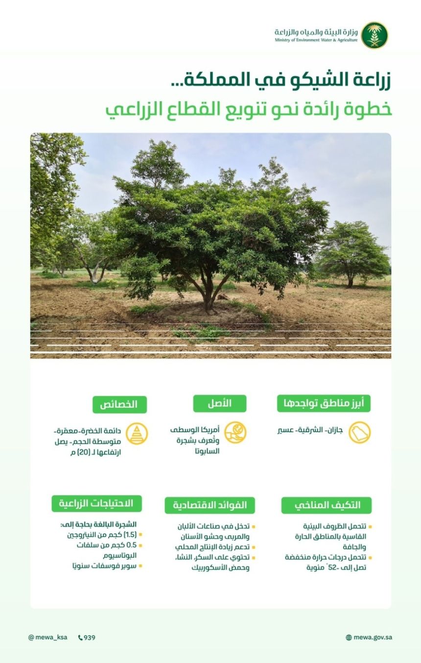 البيئة: انتشار أشجار "الشيكو" بالمملكة خطوة رائدة لتنويع الإنتاج الزراعي
