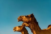 عاجل - الموارد البشرية: 8 ساعات عمل يومياً كحد أقصى لعمال الزراعة والرعاة