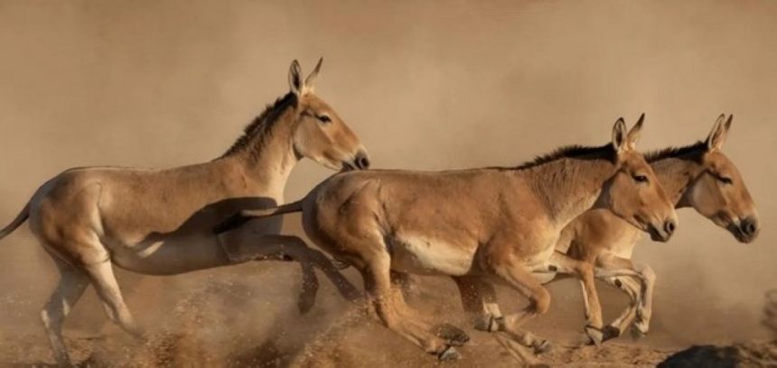 صور.. جهود كبيرة للمملكة في حماية الحيوانات المهددة بالانقراض